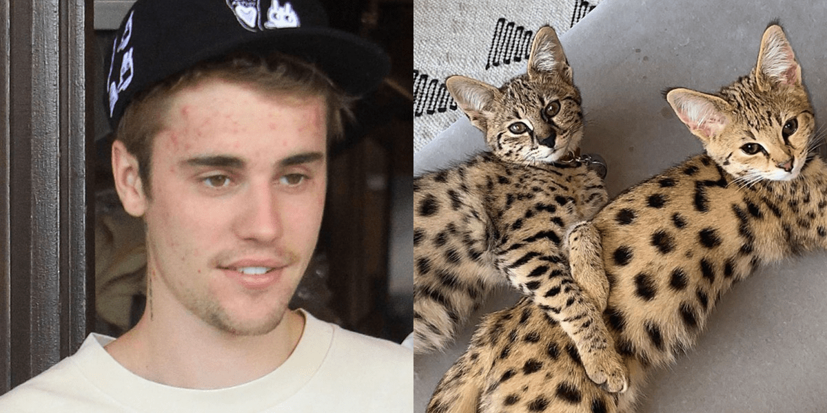 Justin Bieber Responds to PETA Calling Him Out for Buying Exotic Cats