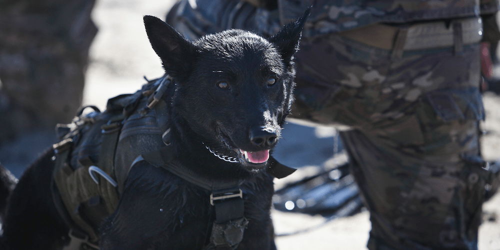 Why Navy SEALs, Delta Force Take Dogs on Missions Against Terrorists