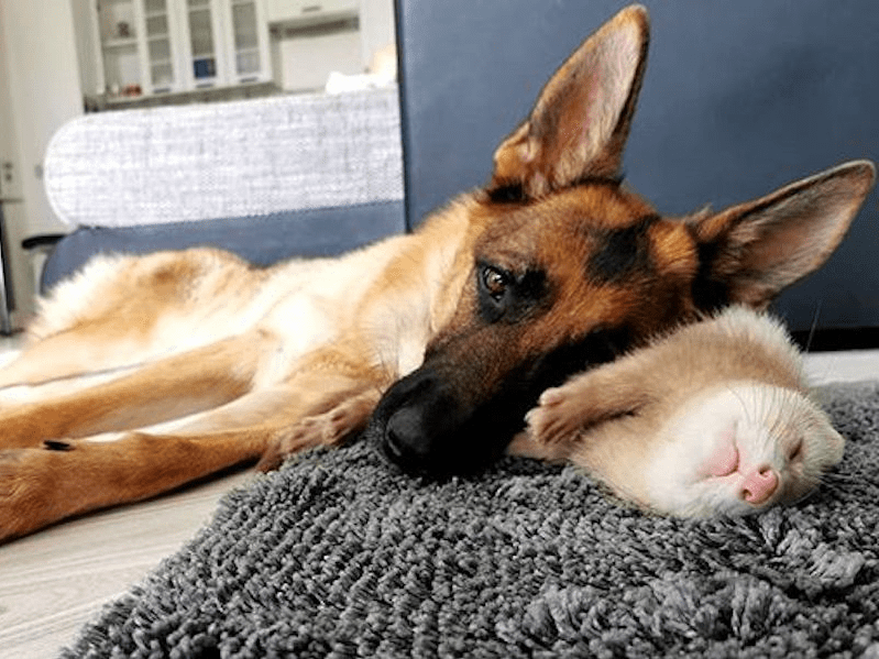 A Dog Is Best Friends With a Ferret and the Photos Will Make Your Day