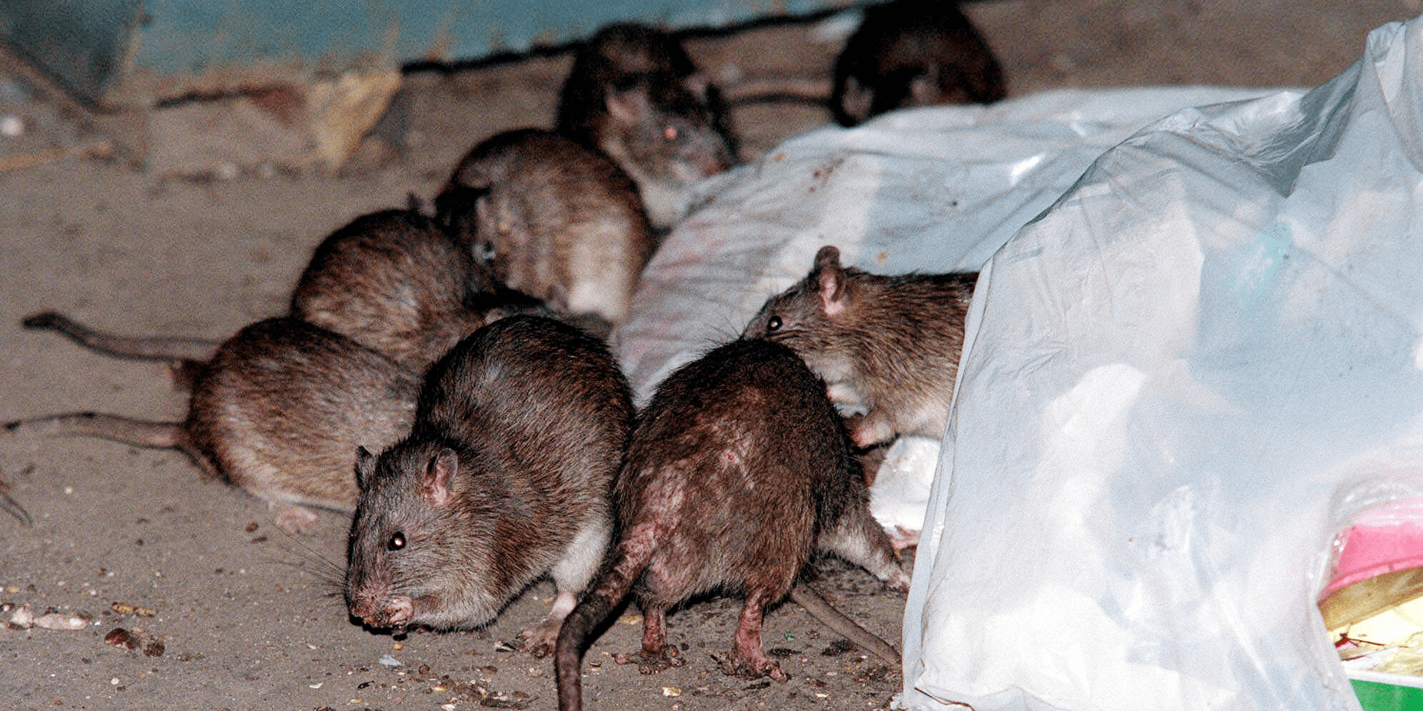 'Super Rats' May Evolve Due to New York City's RodentControl Efforts
