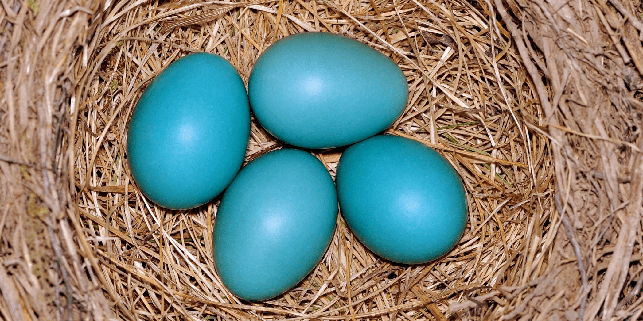 Birds Laying Eggs In Nest