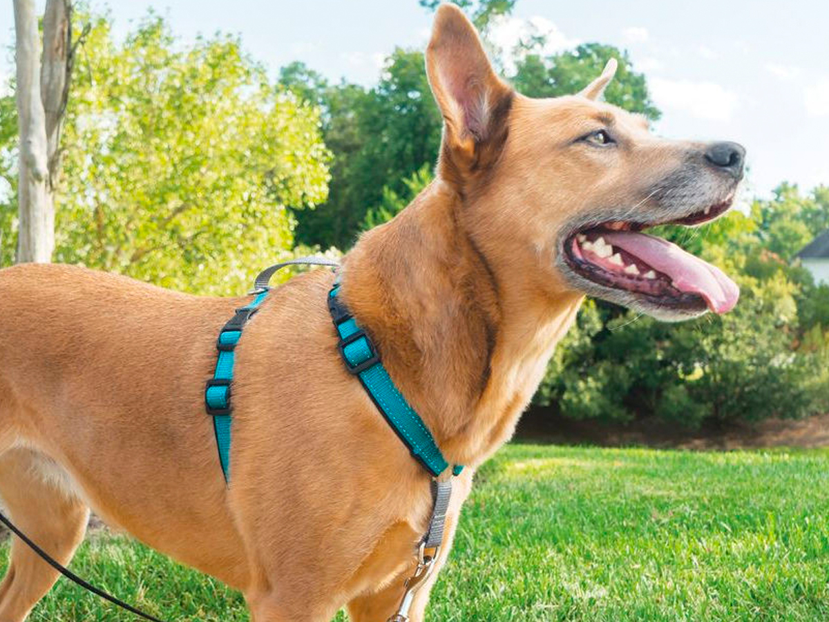 The best dog harness in 2020, according to professional dog trainers
