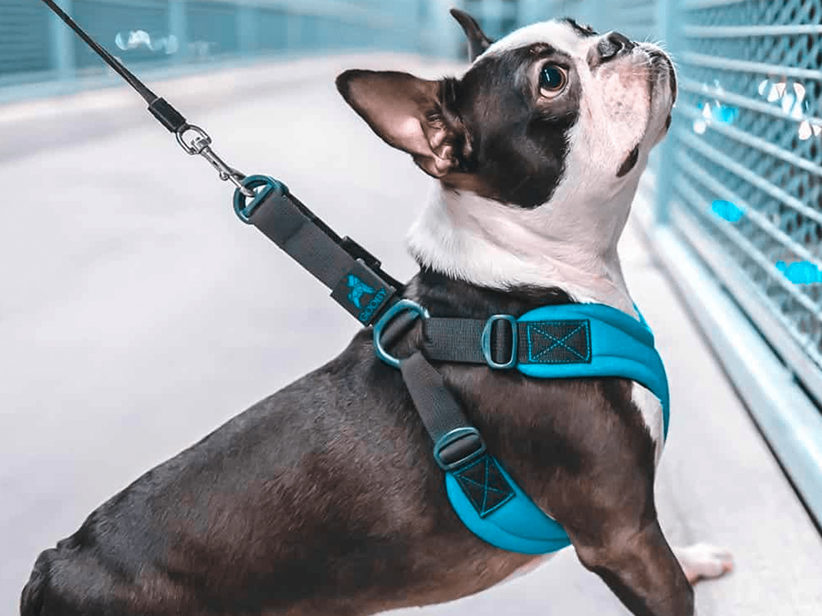 The best dog harness in 2020, according to professional dog trainers