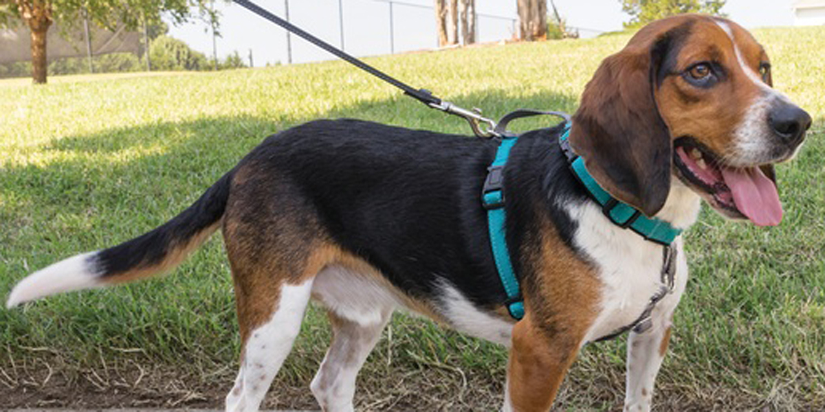 Best Dog Harnesses in 2021, According to Experts
