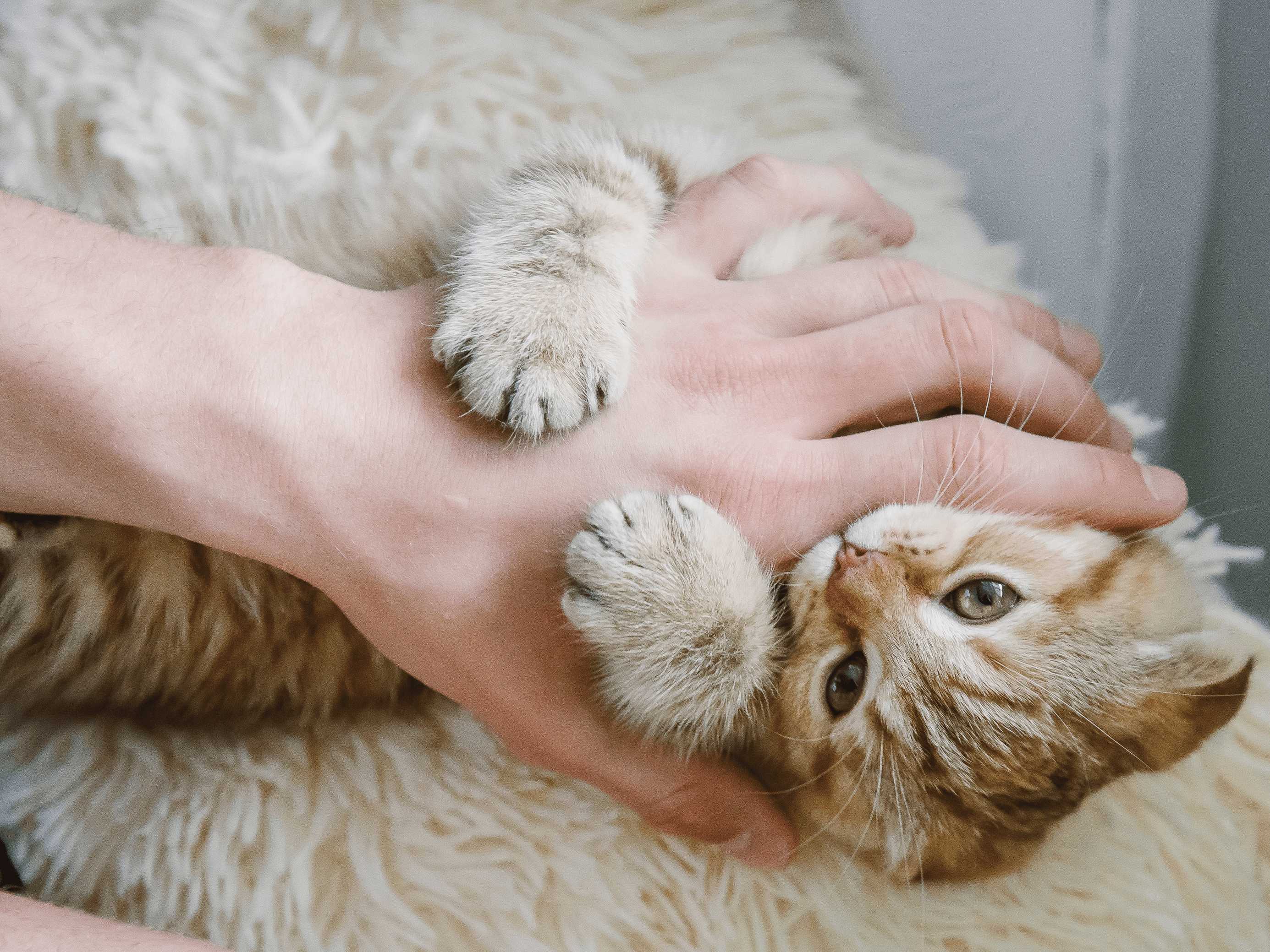 Are Cats Mouths Worse Than Dogs