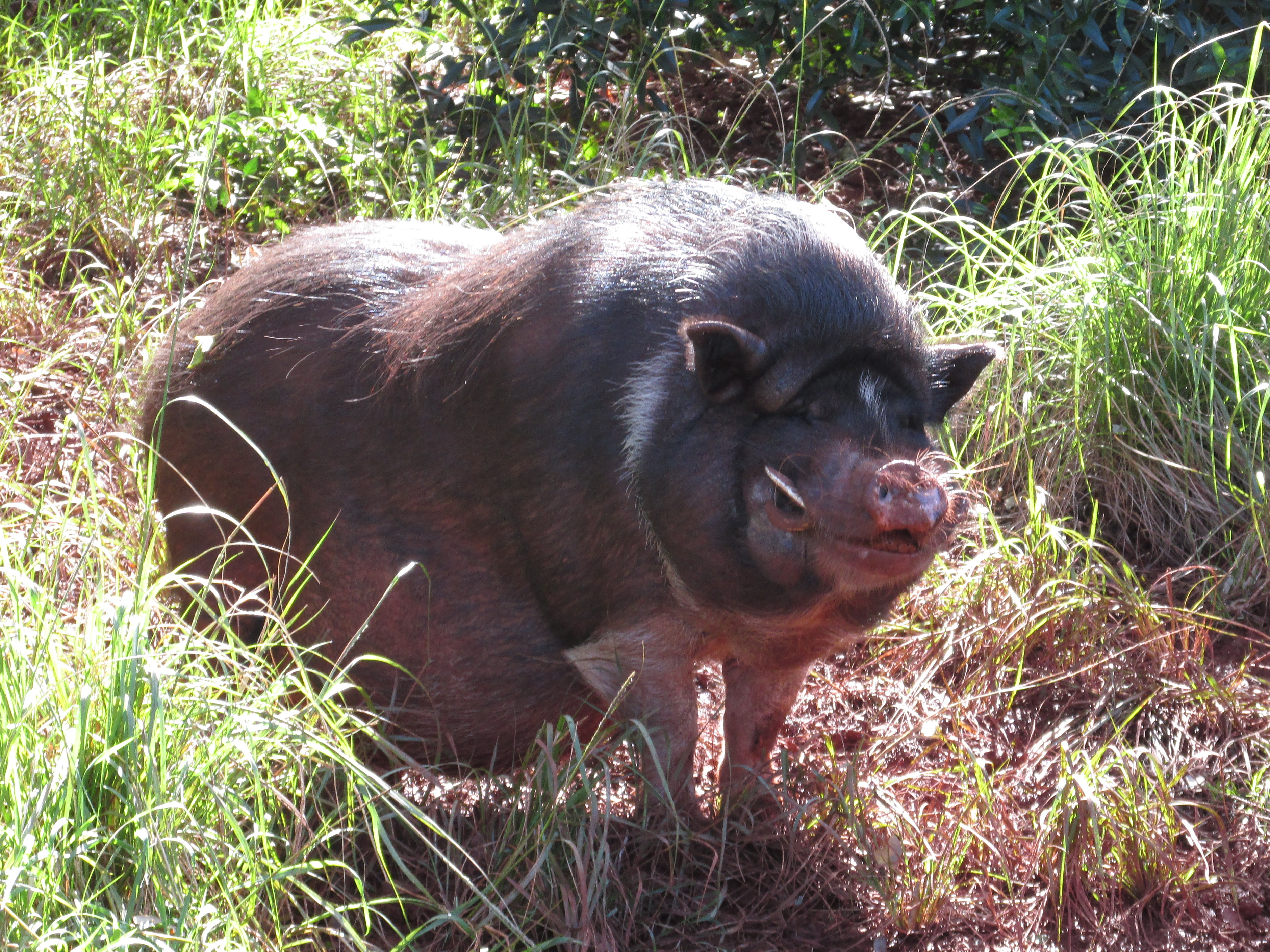 Wild Pigs