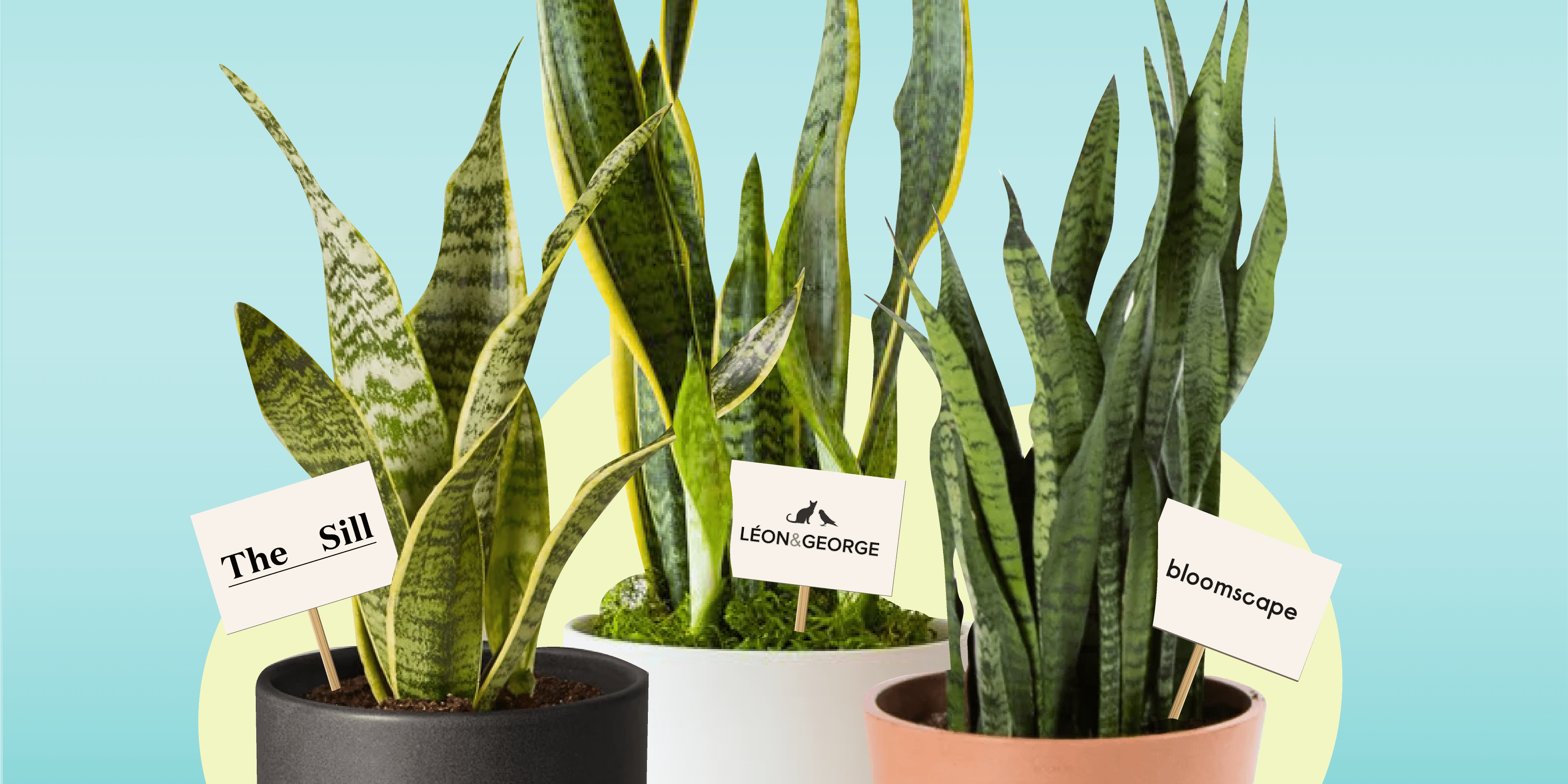 The Sill, Bloomscape, Leon & Plant Delivery Services, Compared