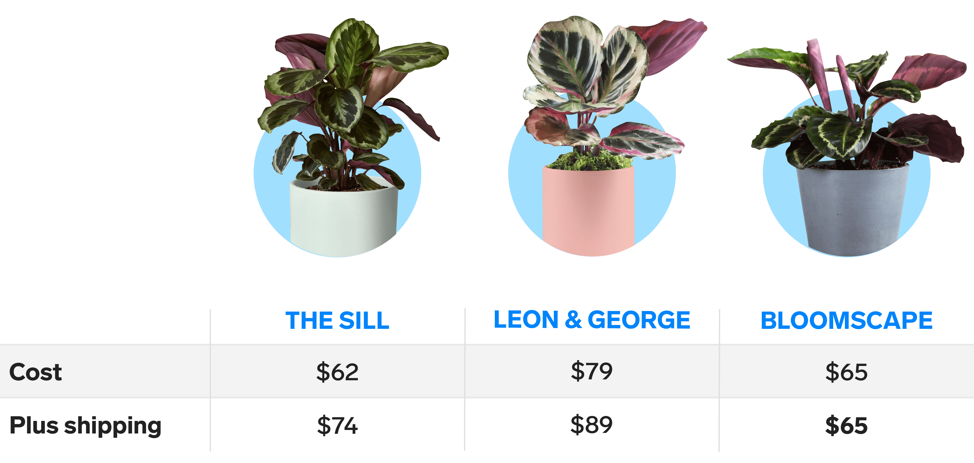 We compared 3 of the most popular online plant shops — here's how their