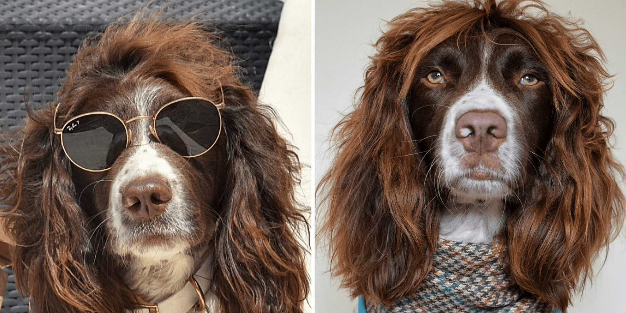 Do Springer Spaniels Have Hair Or Fur