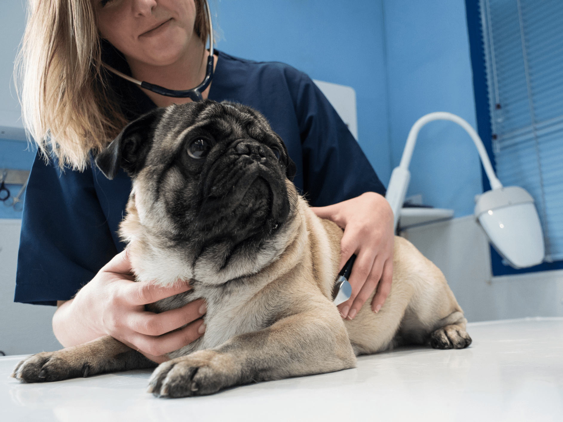 Can Dogs Get the Flu From Humans? Yes, and Your Cat Can Too