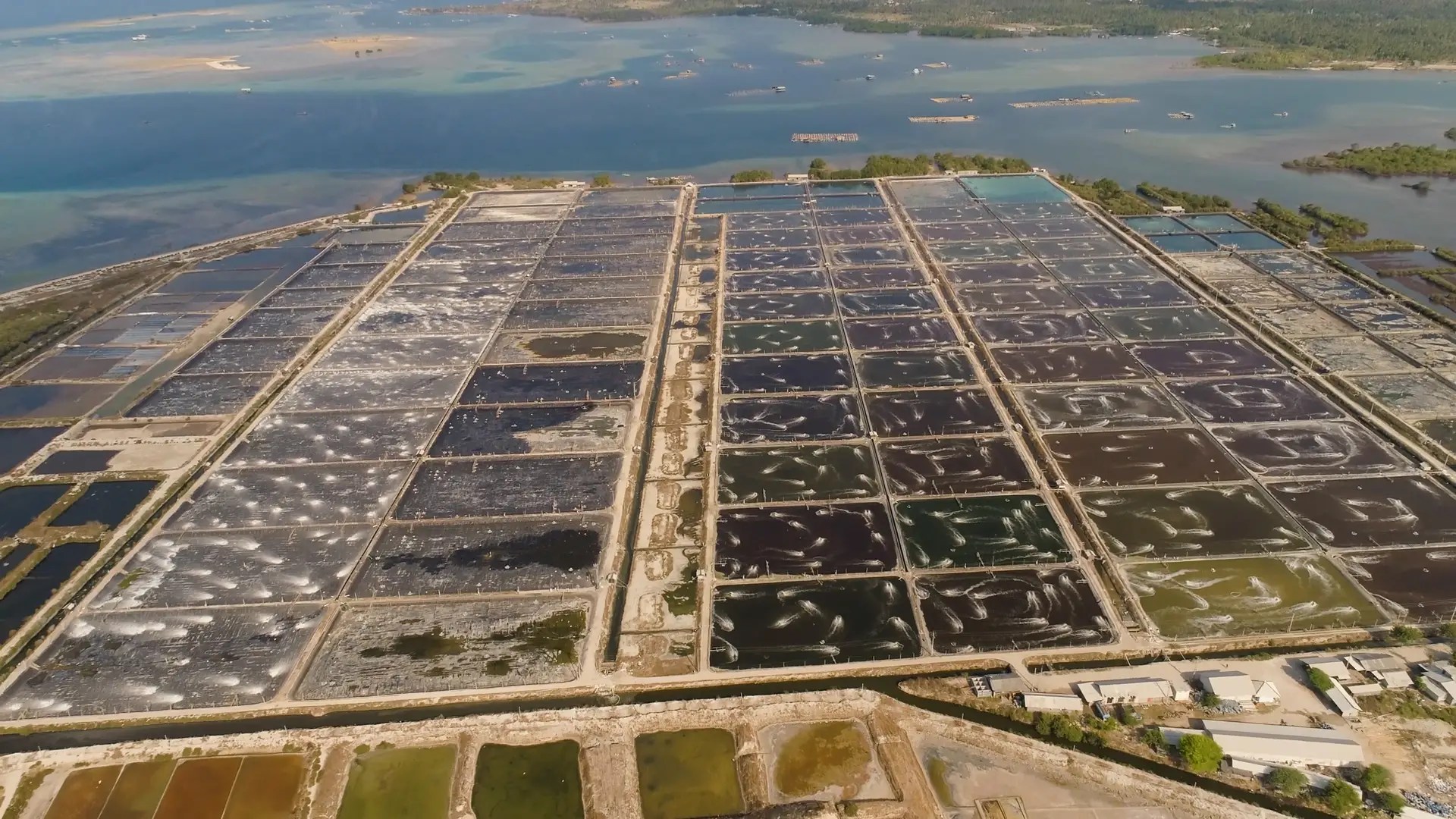 LabGrown Shrimp Is Nearly Here — but a Dumpling Could Cost 300