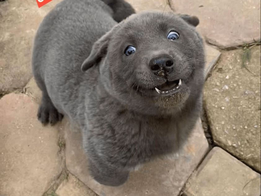 A puppy went viral after people pointed out that he looks