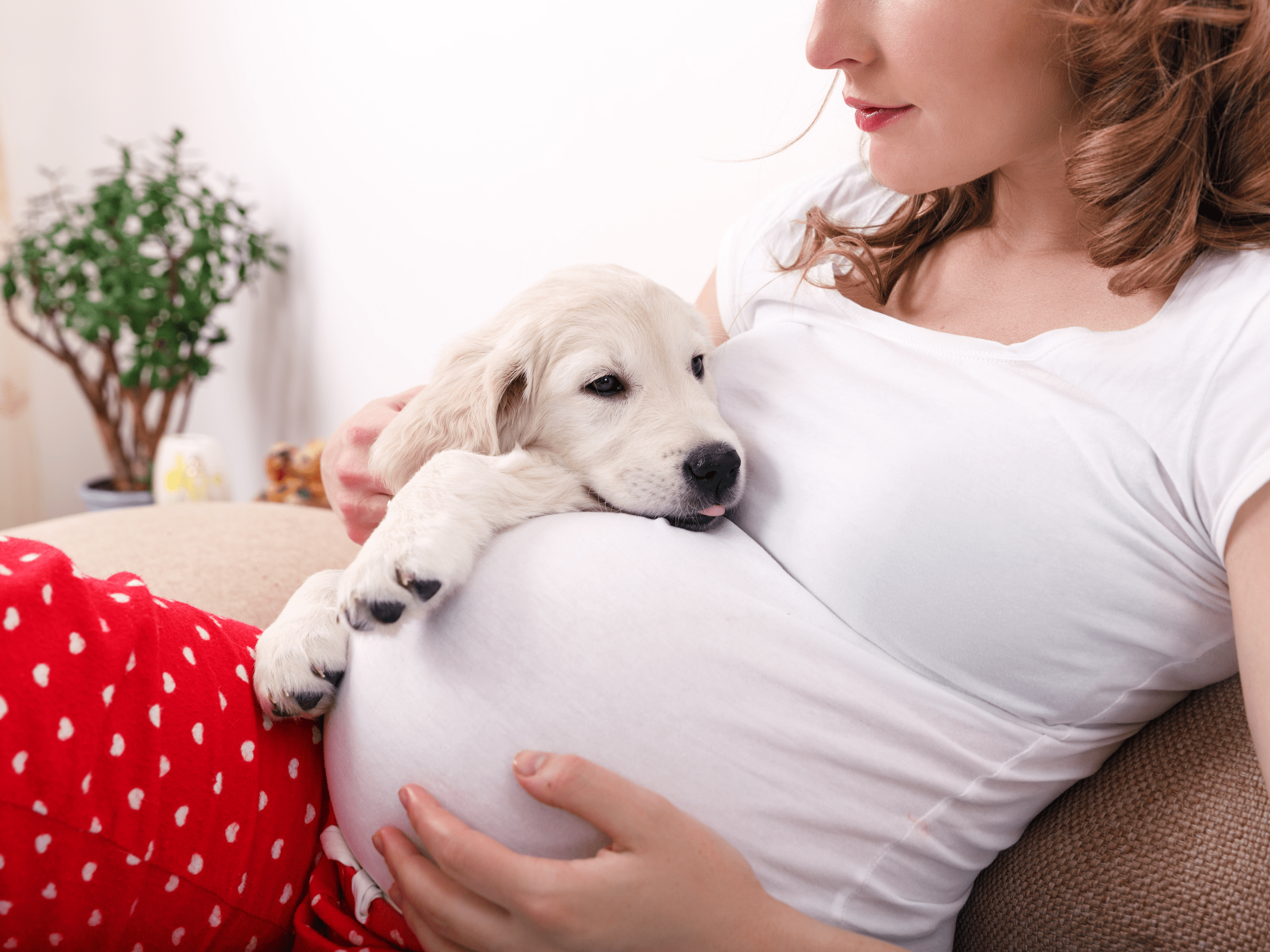 Can Dogs Tell If A Woman Is Pregnant