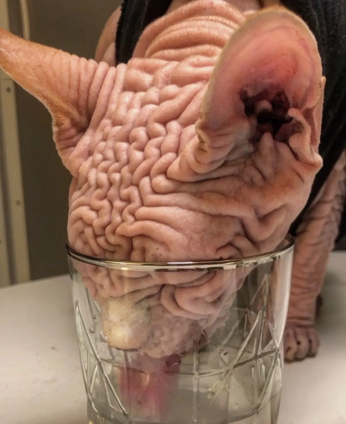 A wrinkly sphynx cat has gone viral for his terrifying glare, but his