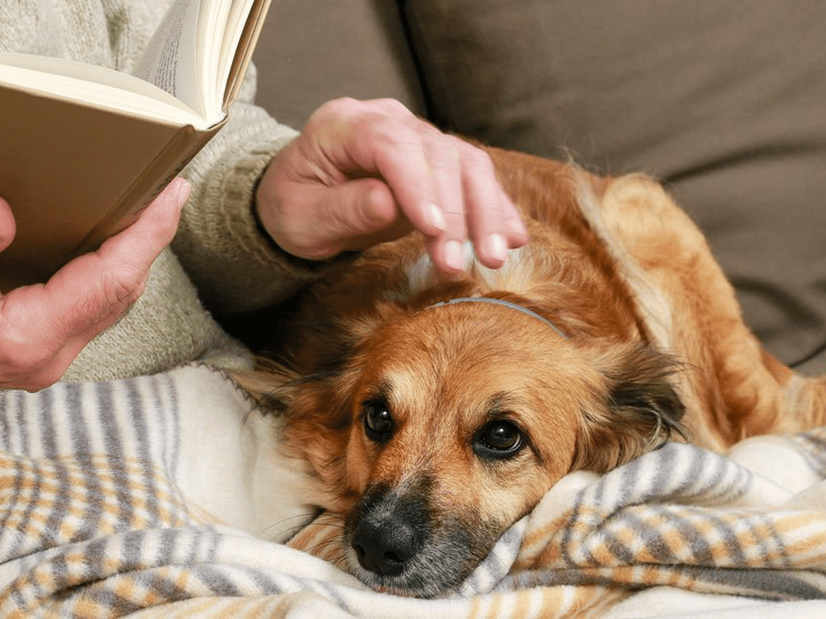 Where to Buy Pet Supplies Online