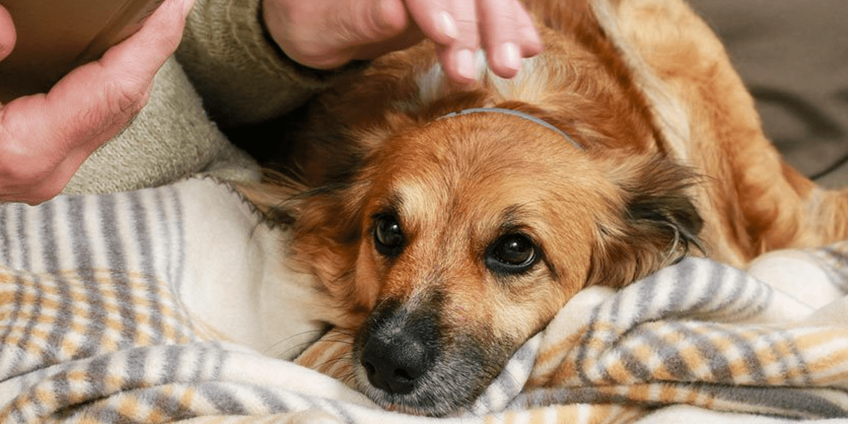 Where to Buy Pet Supplies Online