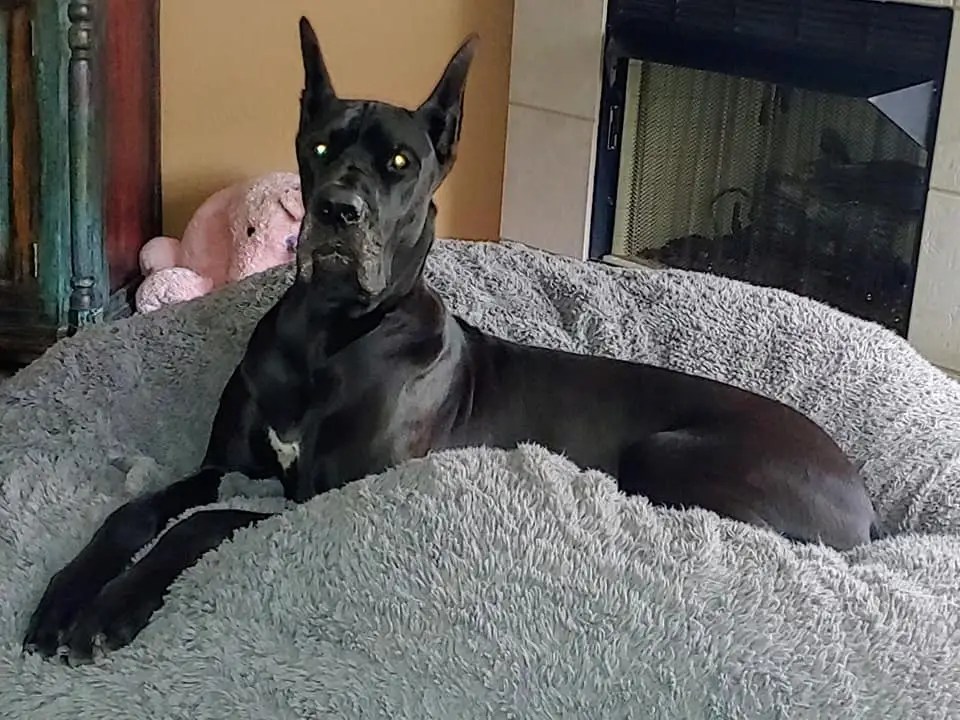 Are Great Danes Good House Dogs