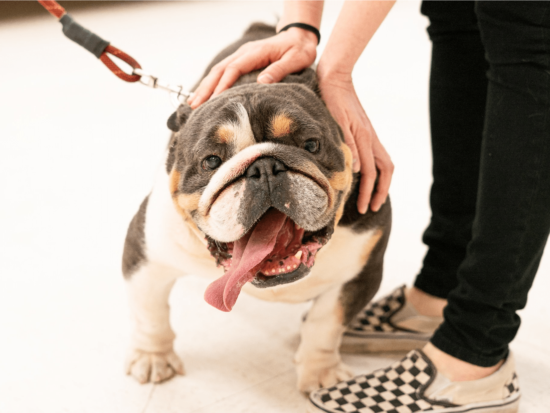 Can My Dog Visit Nursing Homes