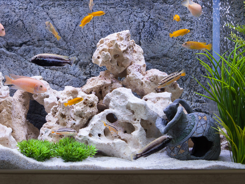 Brightly Coloured Aquarium Fish 5 Letters Aquarium Views