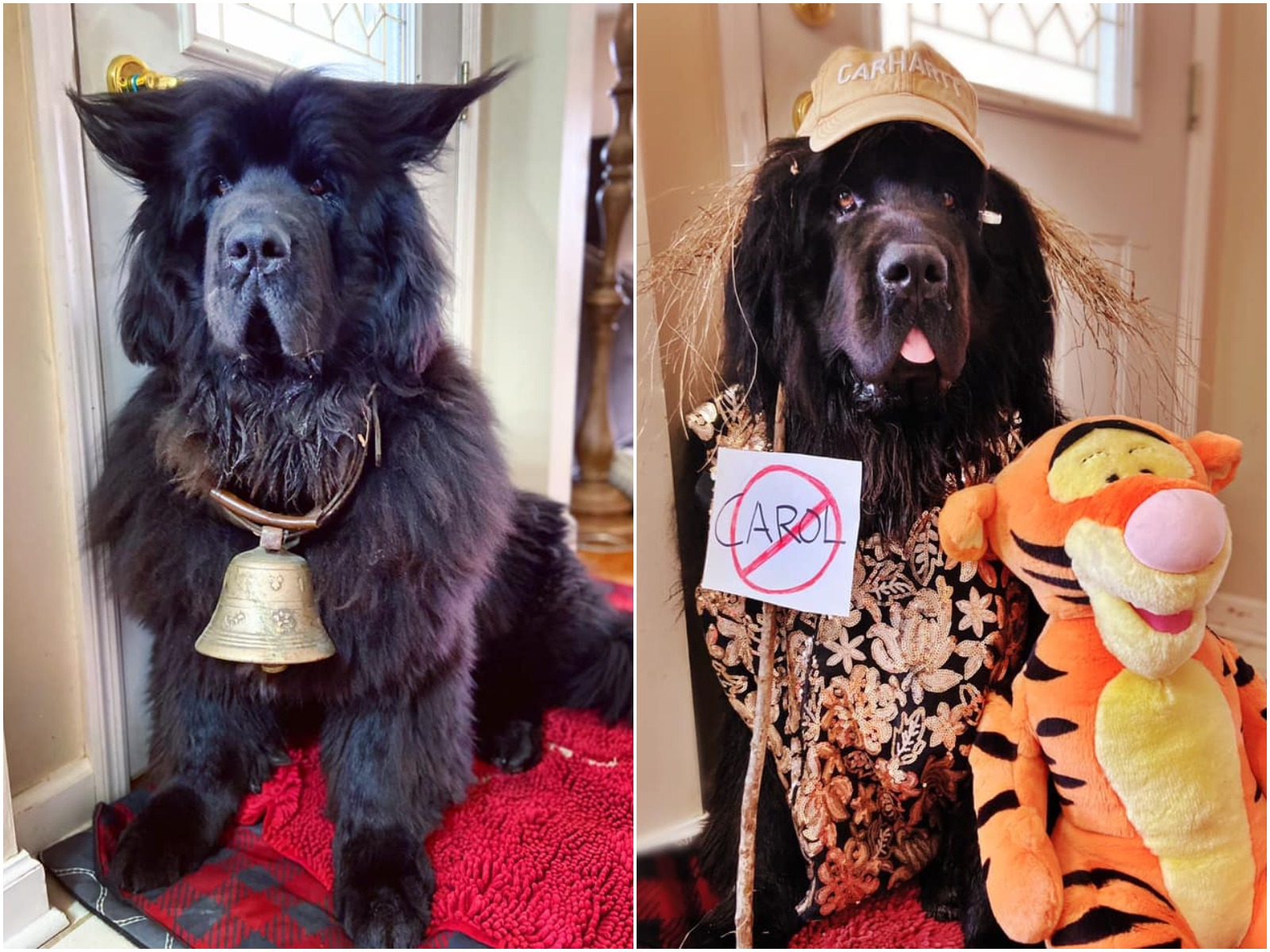 Why Do They Quarantine Dogs