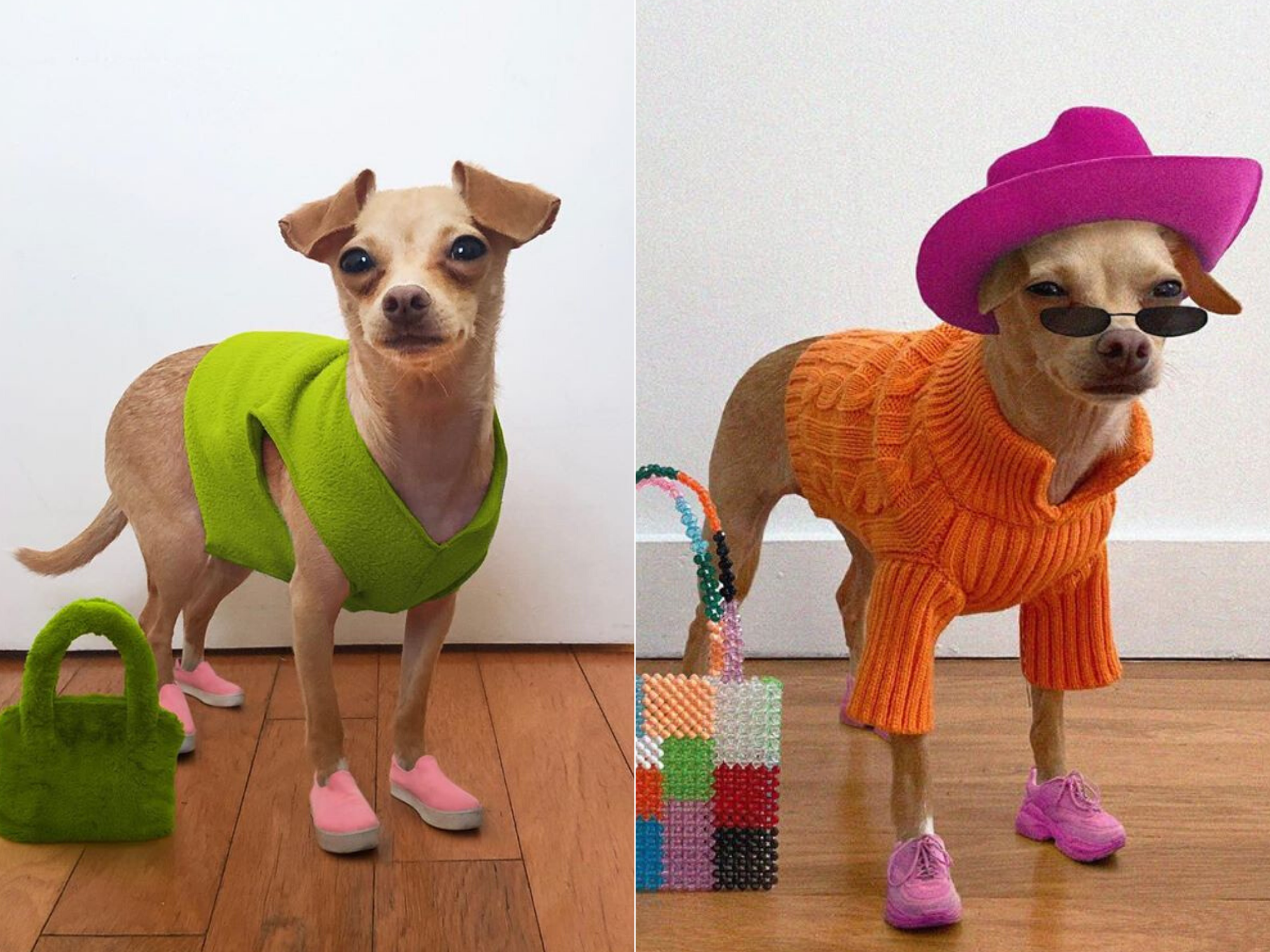 Under Armour Dog Clothes