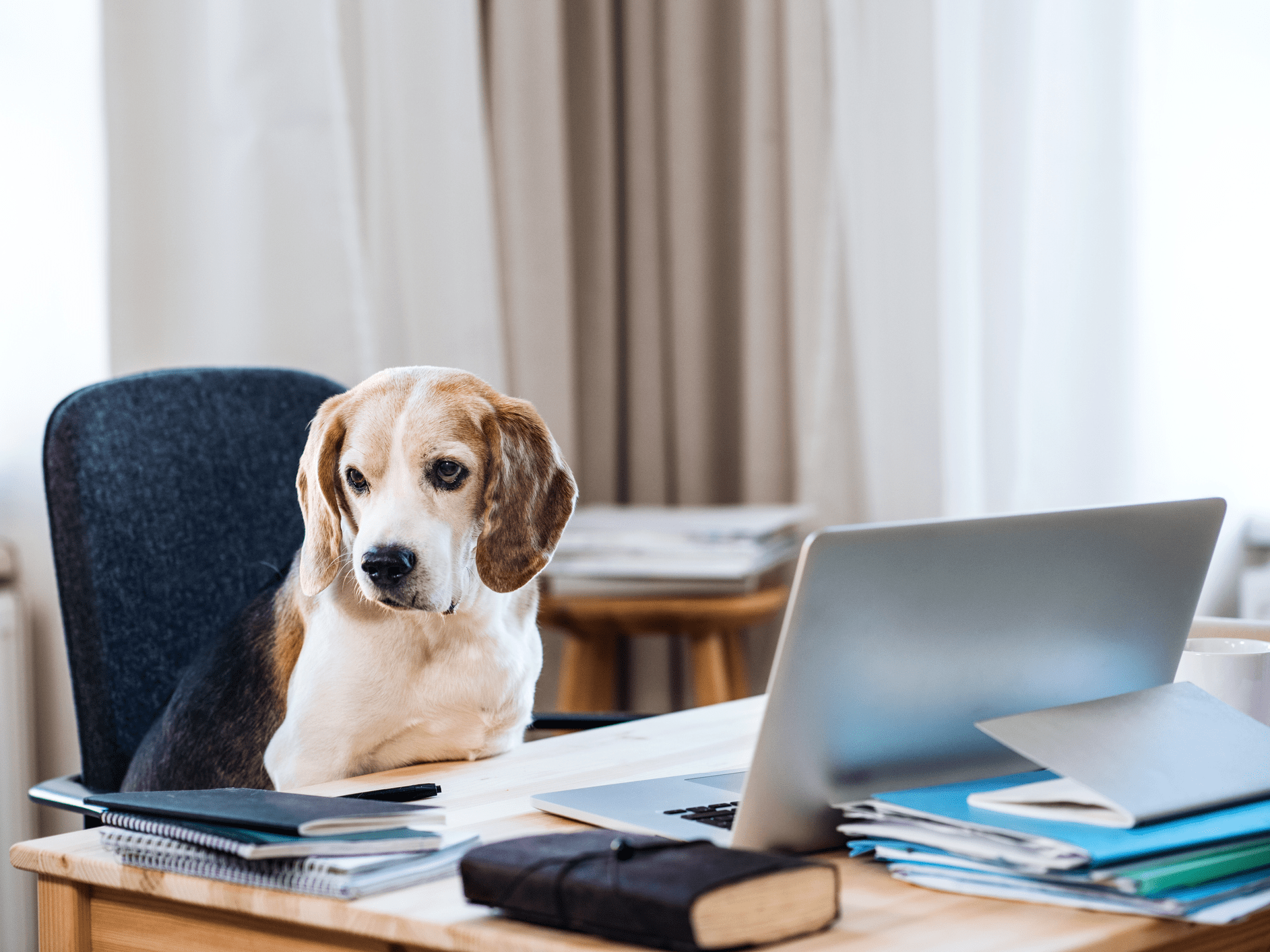 How Can I Stop My Dogs Panic Attacks