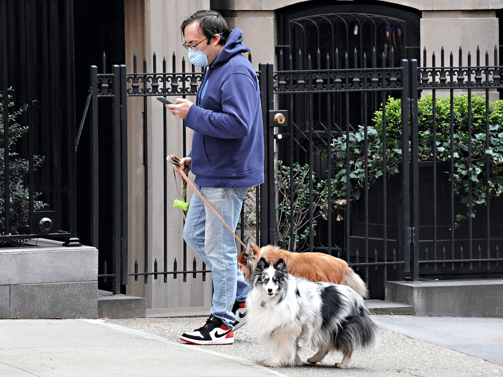 Why Do Dogs Cover Their Face