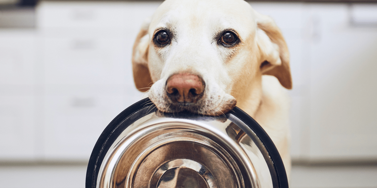 Best dog foods in 2020 that they'll love Business Insider