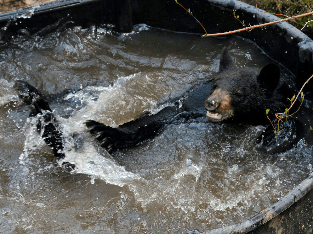 Video Takoda, a Black Bear at the Oregon Zoo, Enjoys His Bath Time
