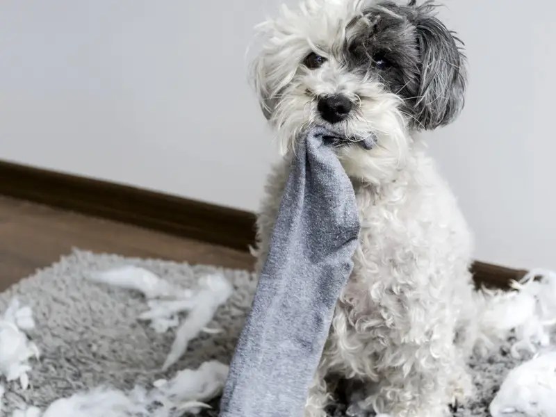 Best Cleaning Products and Tools for Pet Owners in 2020