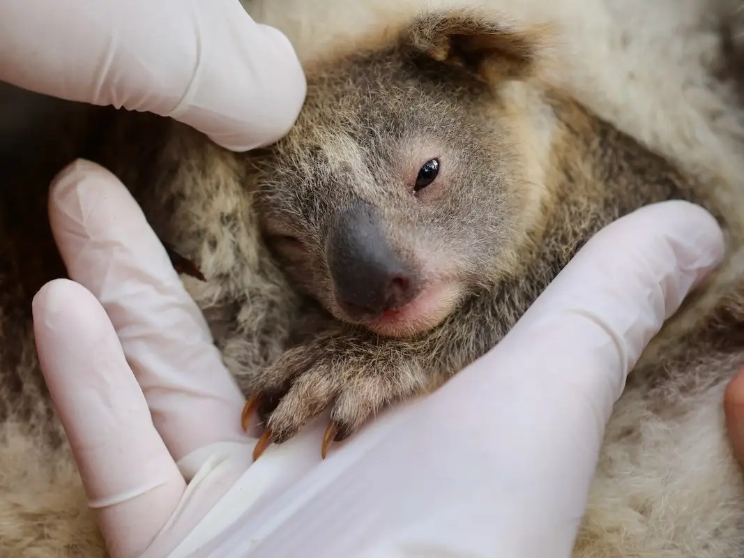 An Australian Wildlife Park Its First Baby Koala of the Year