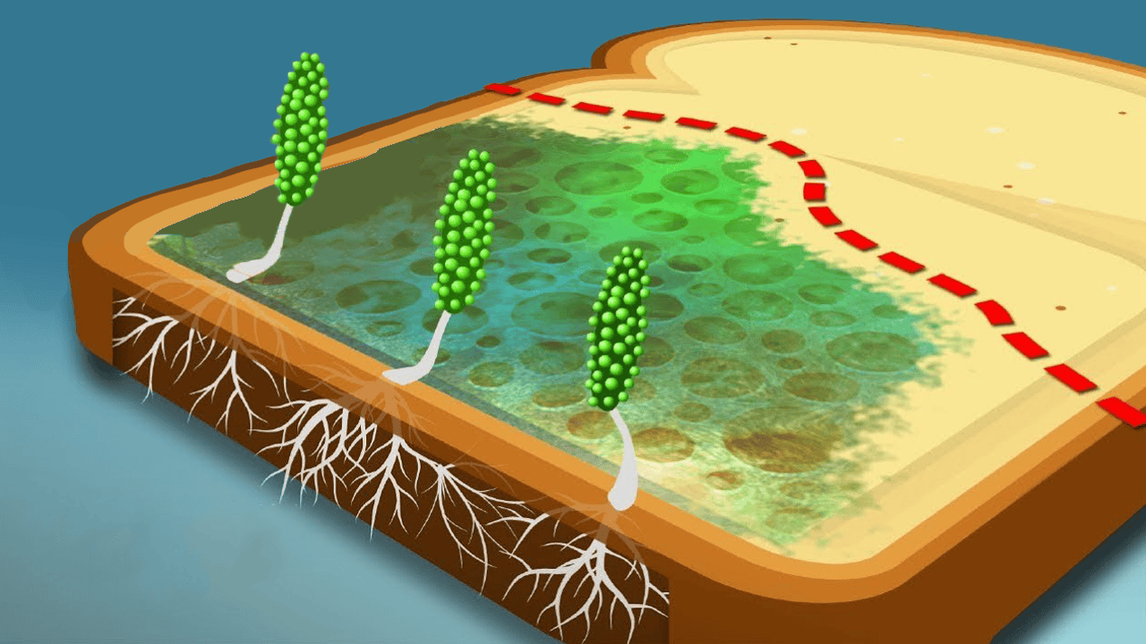 What Would Happen If You Ate Moldy Bread Bread Poster