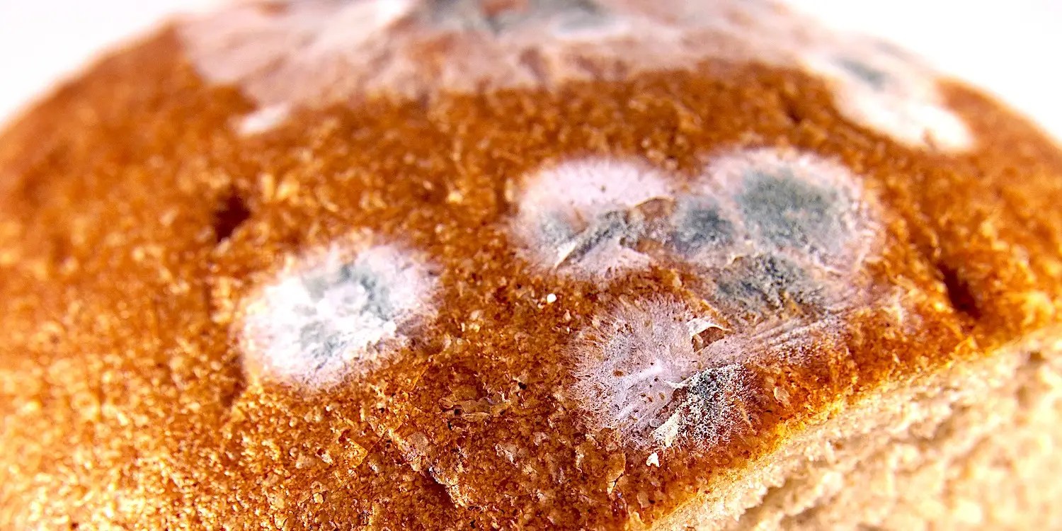 Is Moldy Bread Bad for You? It May Contain Harmful Mycotoxins
