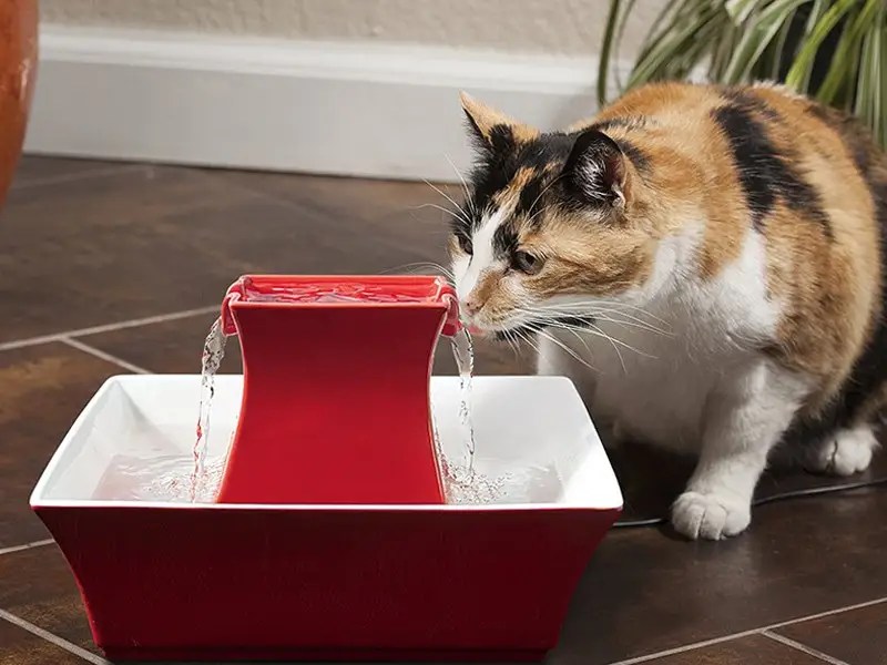 Best Cat Fountains Of 2020 atelieryuwa.ciao.jp