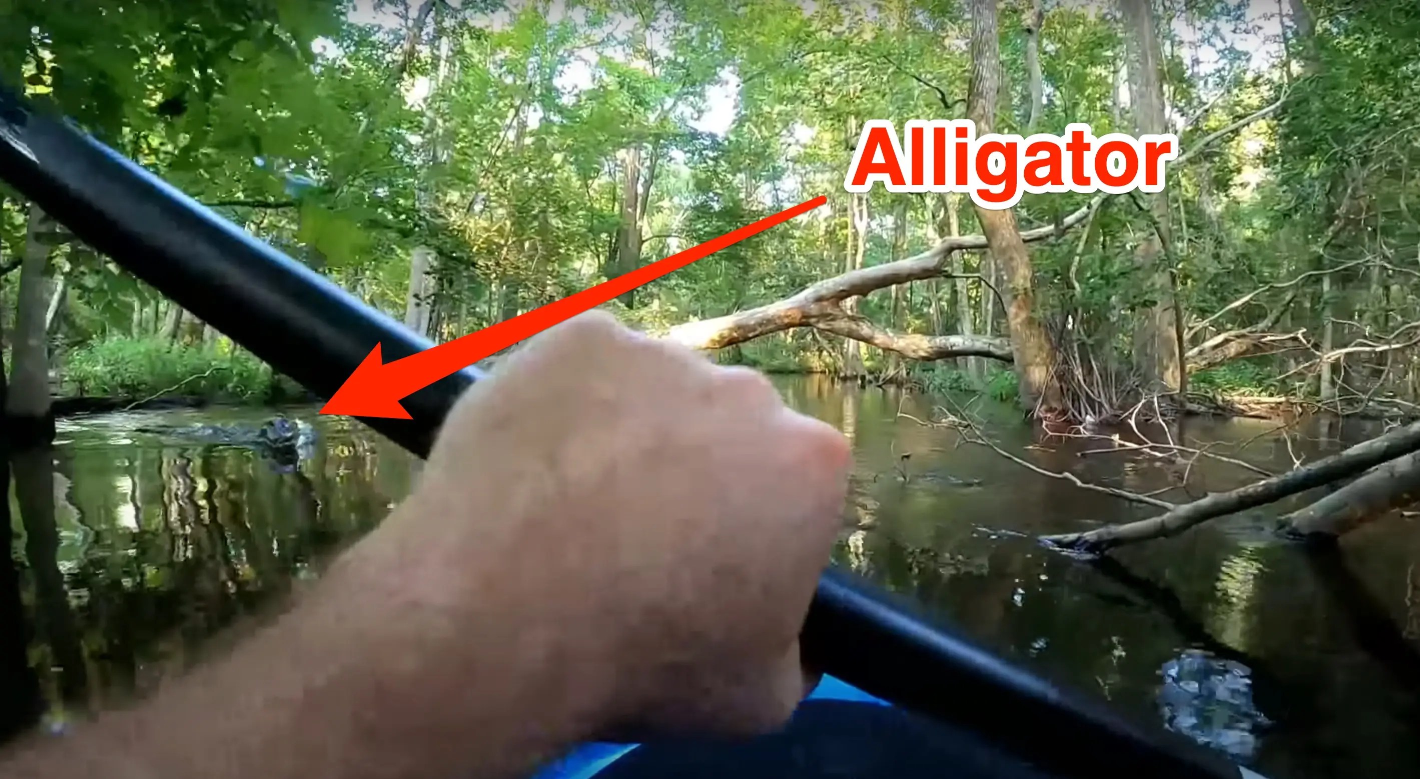 A startling video shows an alligator ramming into a kayaker and tipping