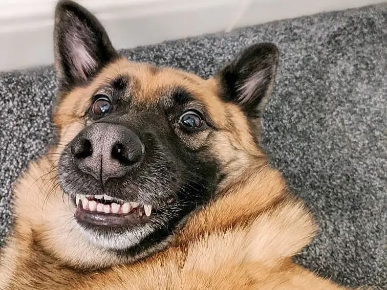 16 hilarious photos of pet antics from the Comedy Pet Photography