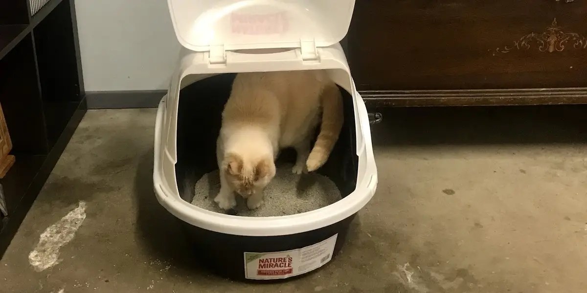 Best Cat Litter Boxes in 2021