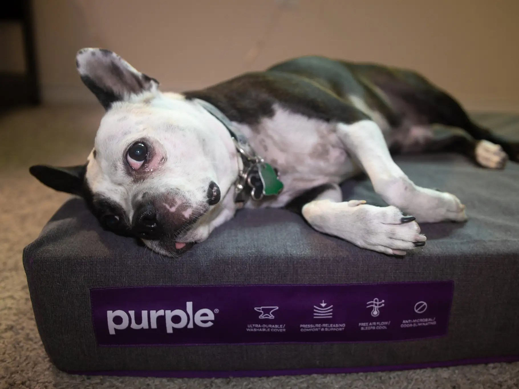 Purple Pet Bed Review a Durable, Comfortable & Washable Dog Bed