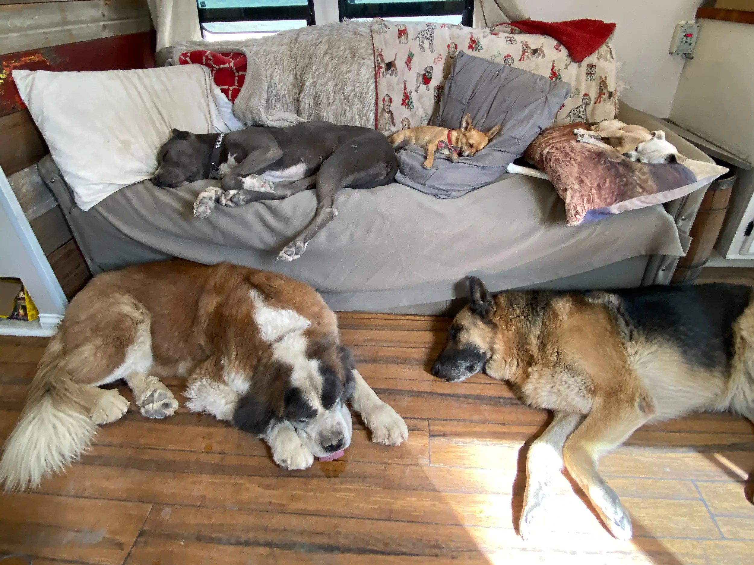 How Many Dogs Can I Keep In My House