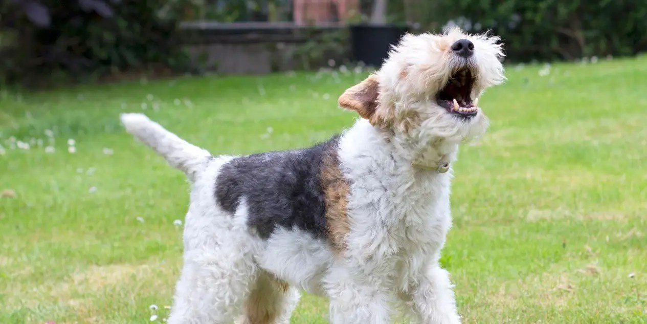 Best Bark Collars for Dogs in 2021