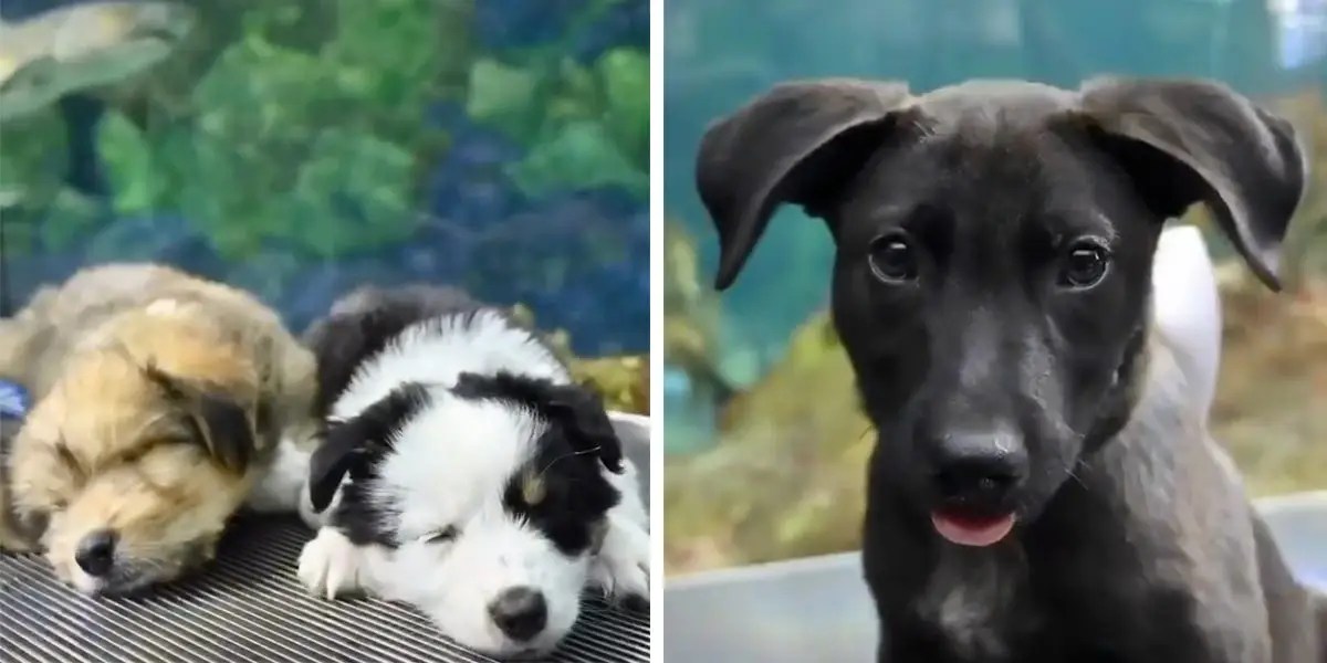 Rescue Puppies Took a Field Trip to SeaWorld During Shark Week