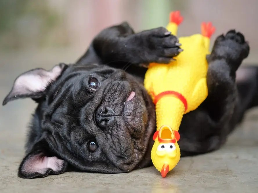 Can Dogs Play With Stuffed Animals