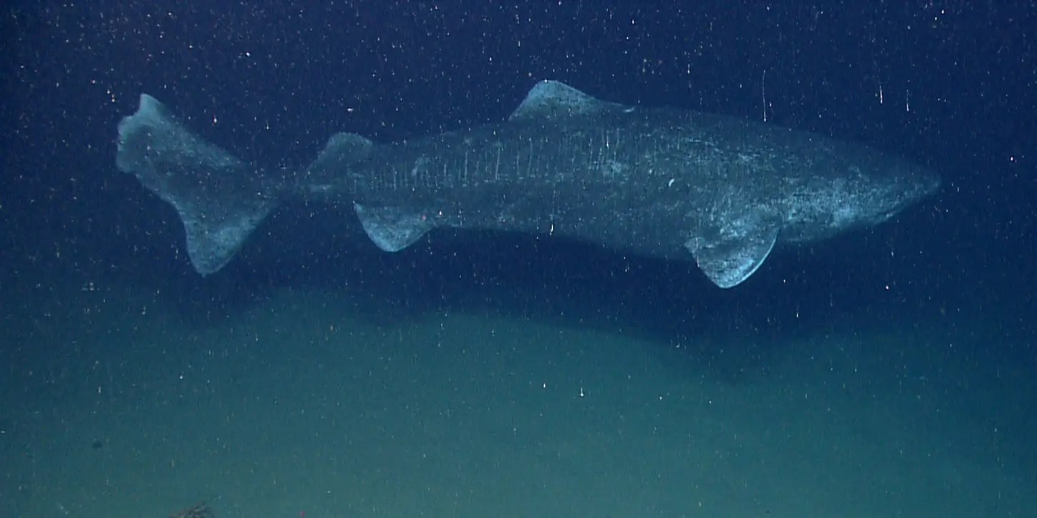 Greenland sharks, the longestliving vertebrates on the swim