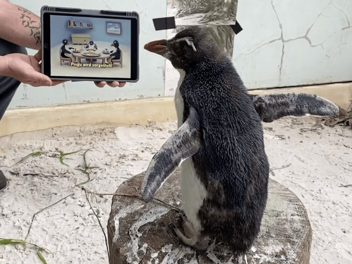A sick penguin is spending his recovery time watching TV shows about