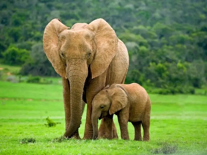 Fun Facts And Trivia About Elephants