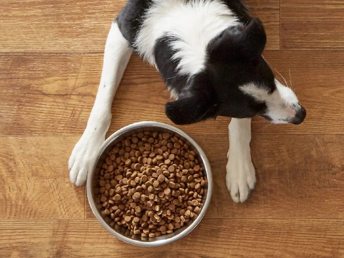 Save 40 on Wag Pet Food and Treats on Amazon Prime Day 2020