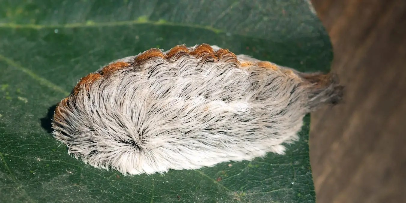 Poisonous furry caterpillars that look like wigs are popping up in