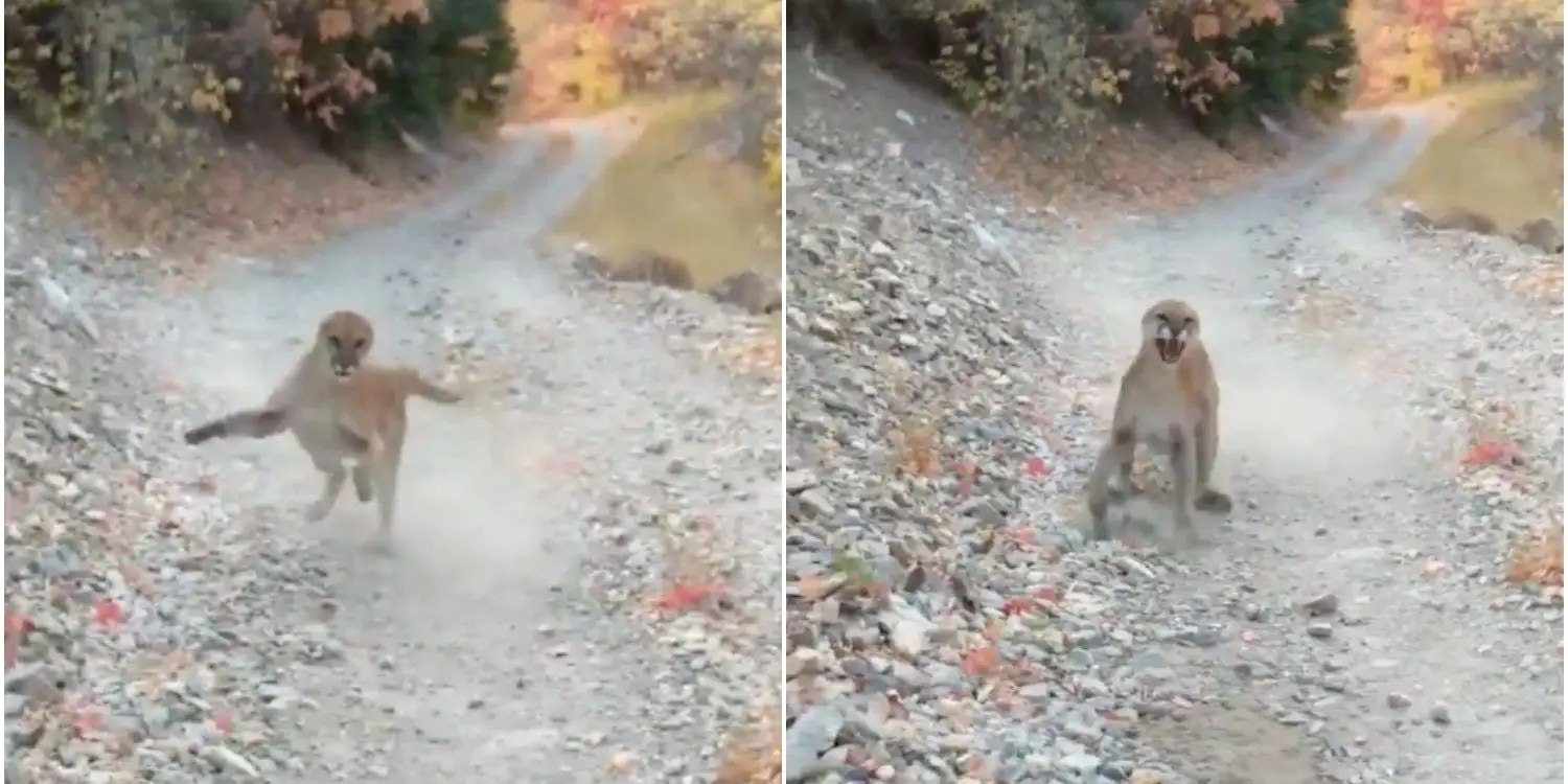 The story behind the video of the Utah trail jogger who stumbled upon