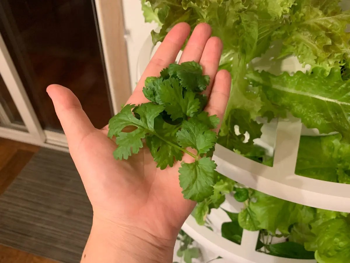 Lettuce Grow Review Expensive Hydroponic Indoor Garden