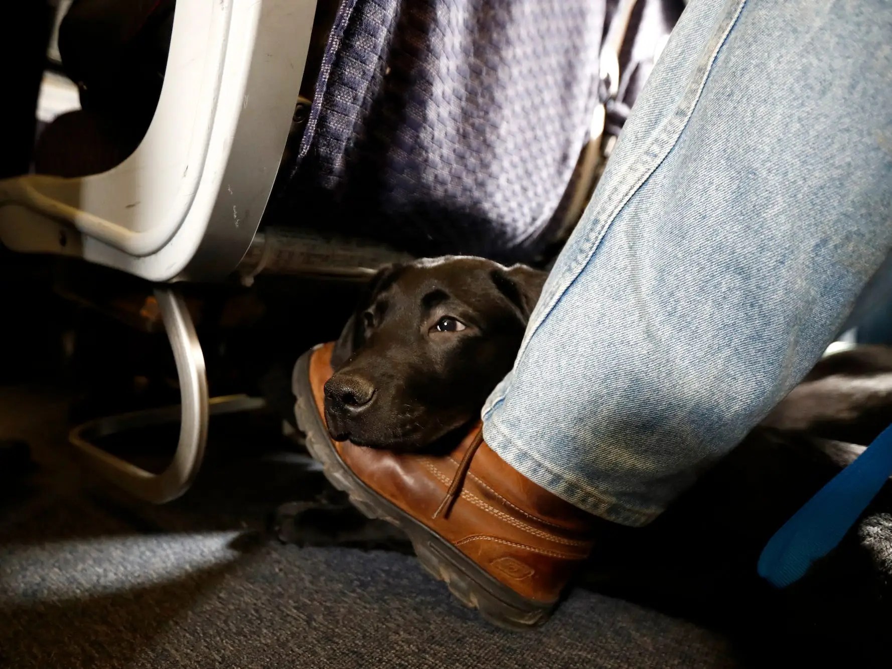The DOT is cracking down on emotionalsupport animals on aeroplanes and